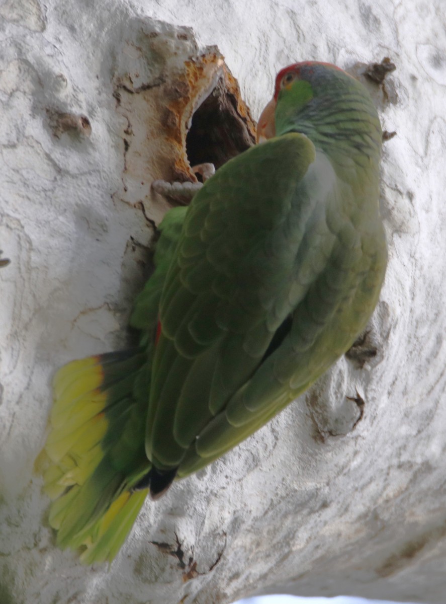Lilac-crowned Parrot - ML617135946
