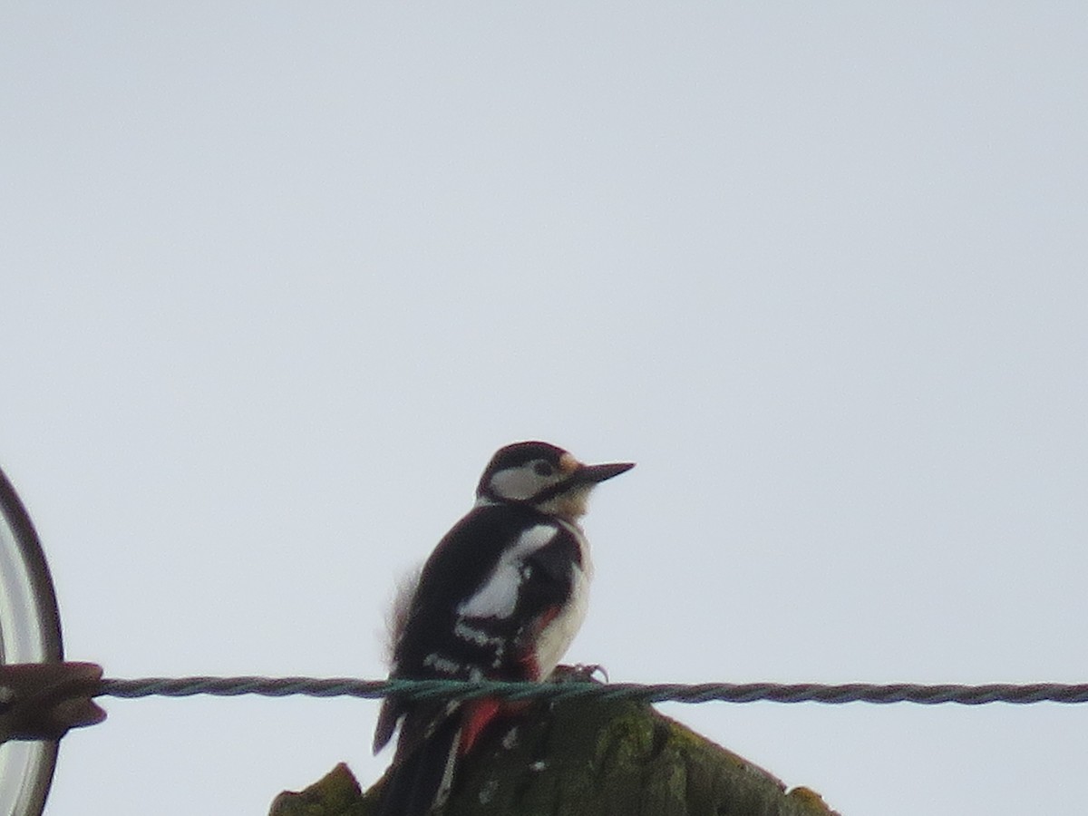 Great Spotted Woodpecker - ML617136204