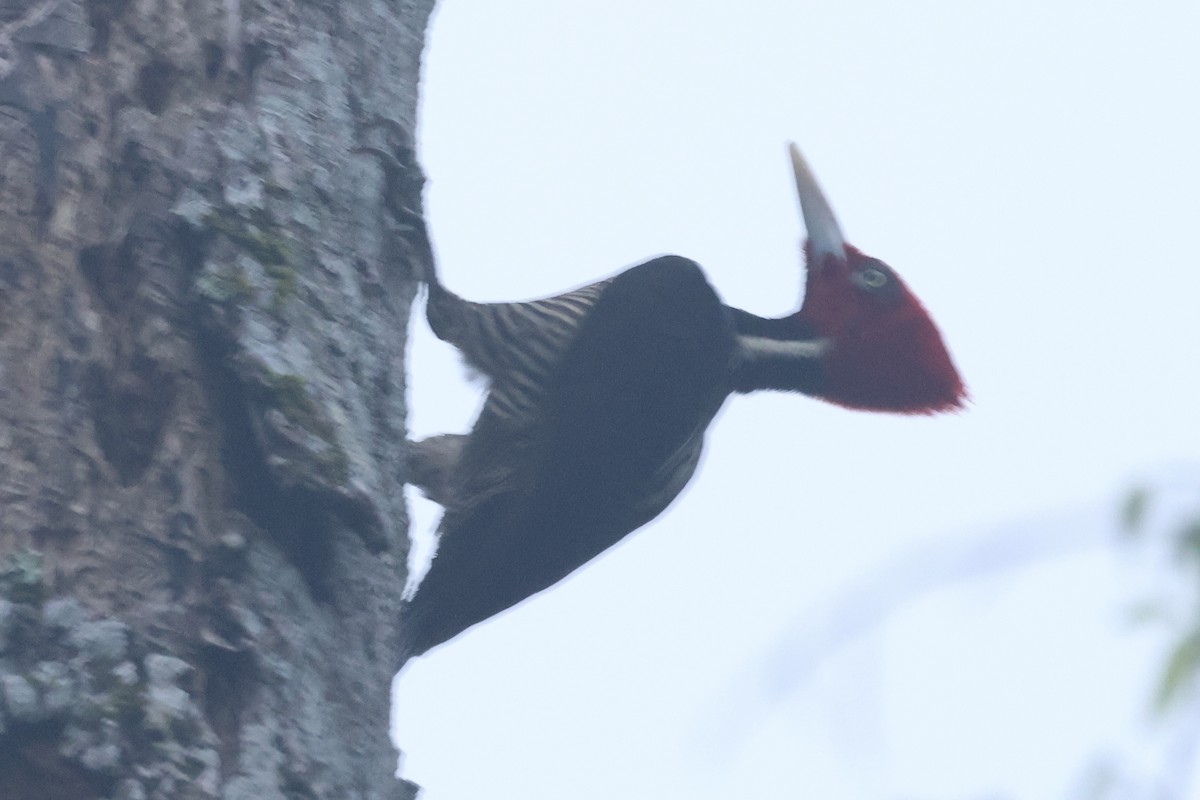 Pale-billed Woodpecker - ML617136240