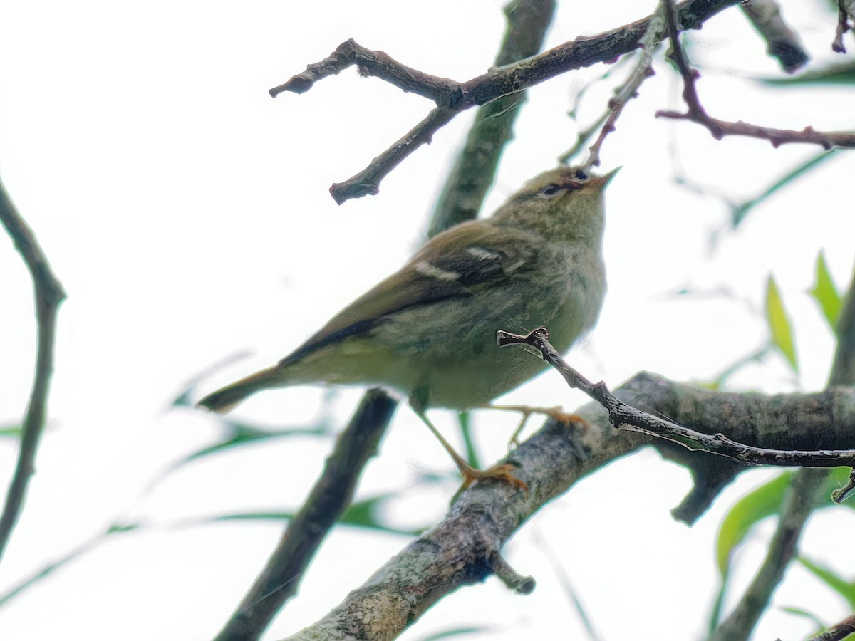 Two-barred Warbler - ML617136423