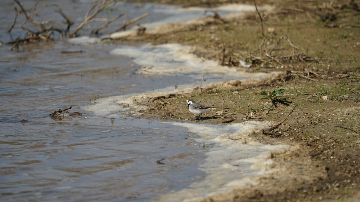White Wagtail (White-faced) - ML617136484