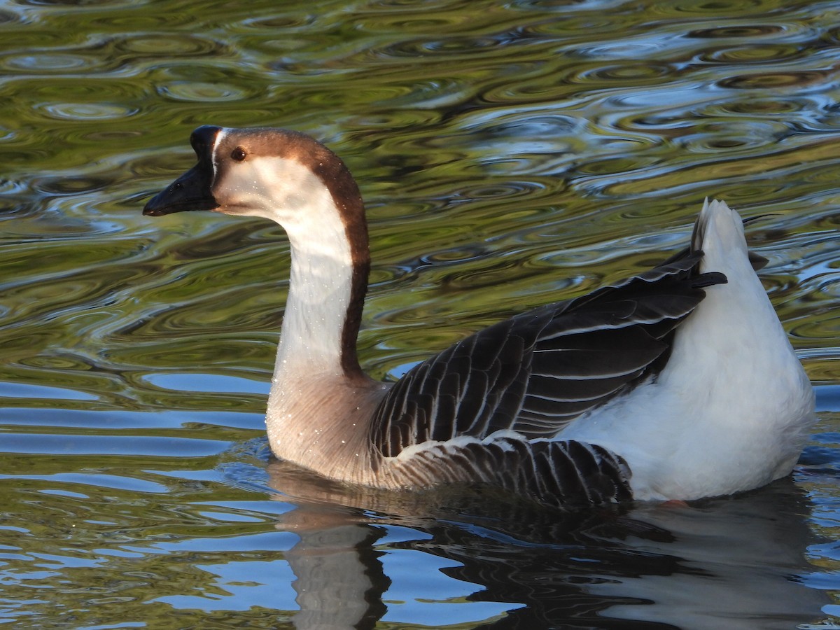 Swan Goose (Domestic type) - ML617136491