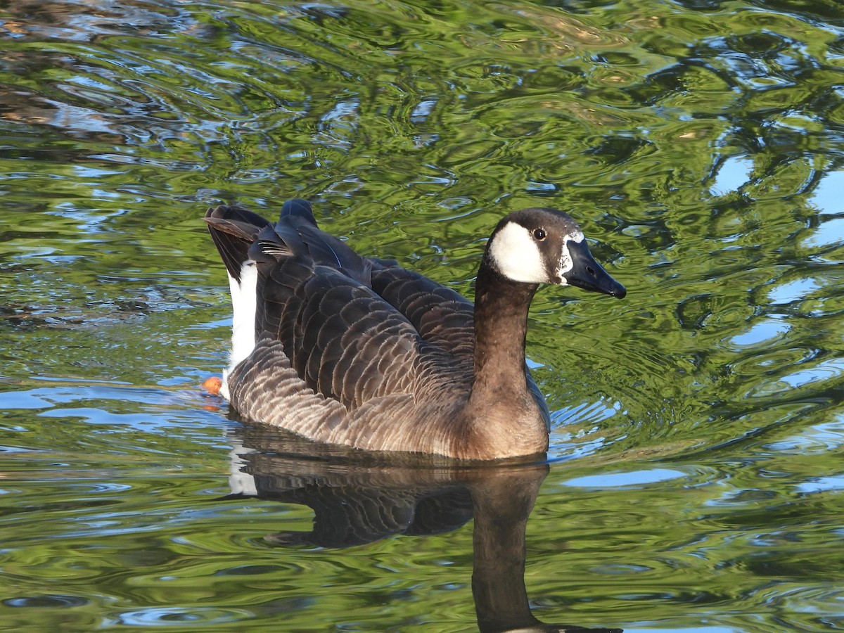 Domestic goose sp. x Canada Goose (hybrid) - ML617136538
