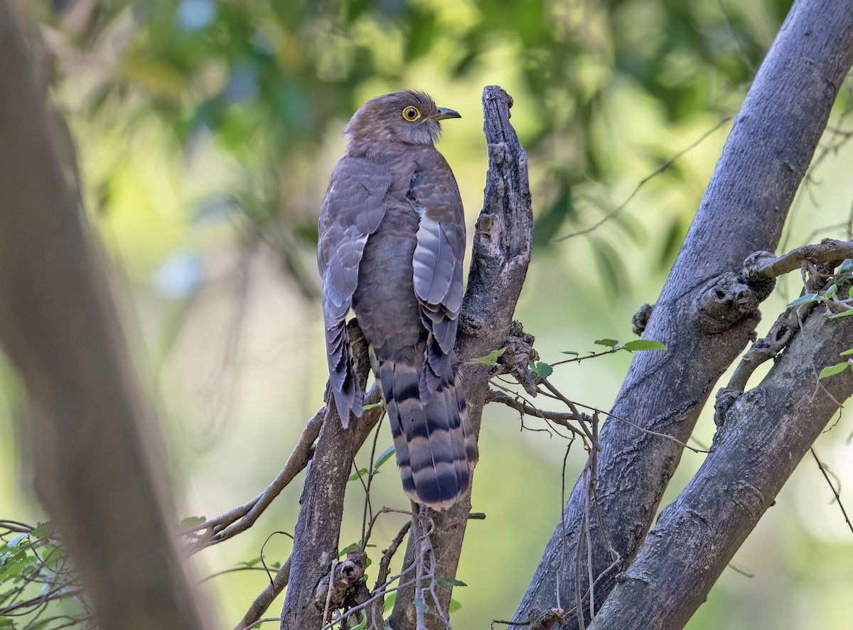 Common Hawk-Cuckoo - Parmil Kumar