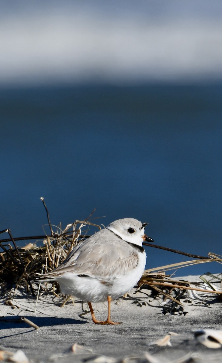 Piping Plover - ML617136625