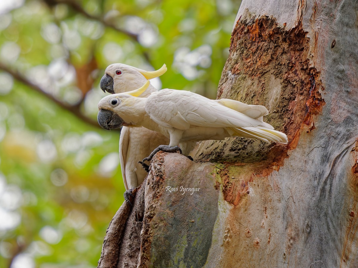 Yellow-crested Cockatoo - ML617136650