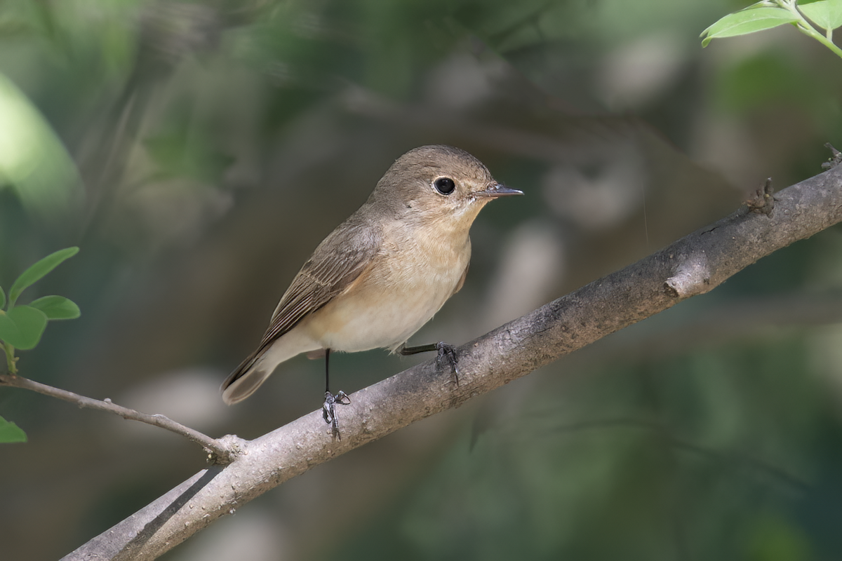 Red-breasted Flycatcher - ML617136655
