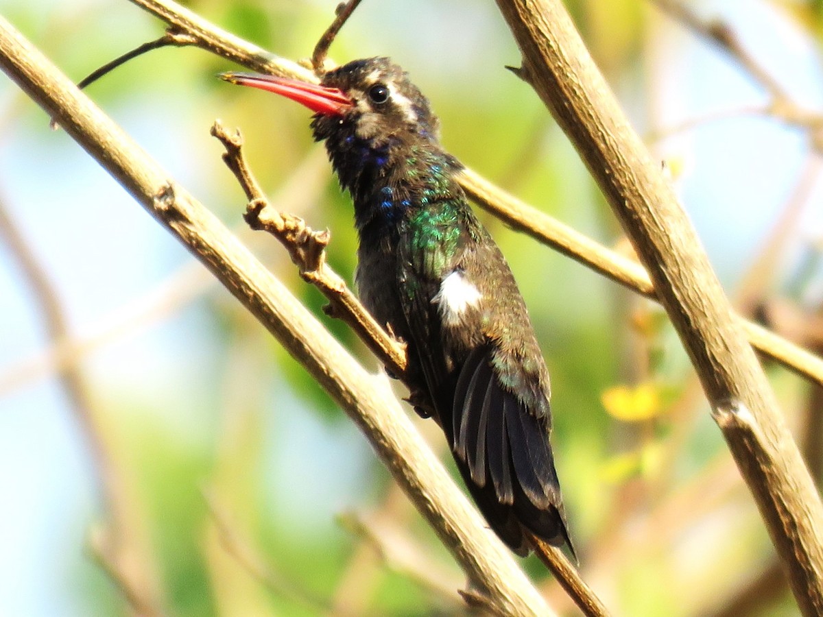 Turquoise-crowned Hummingbird - ML617136739