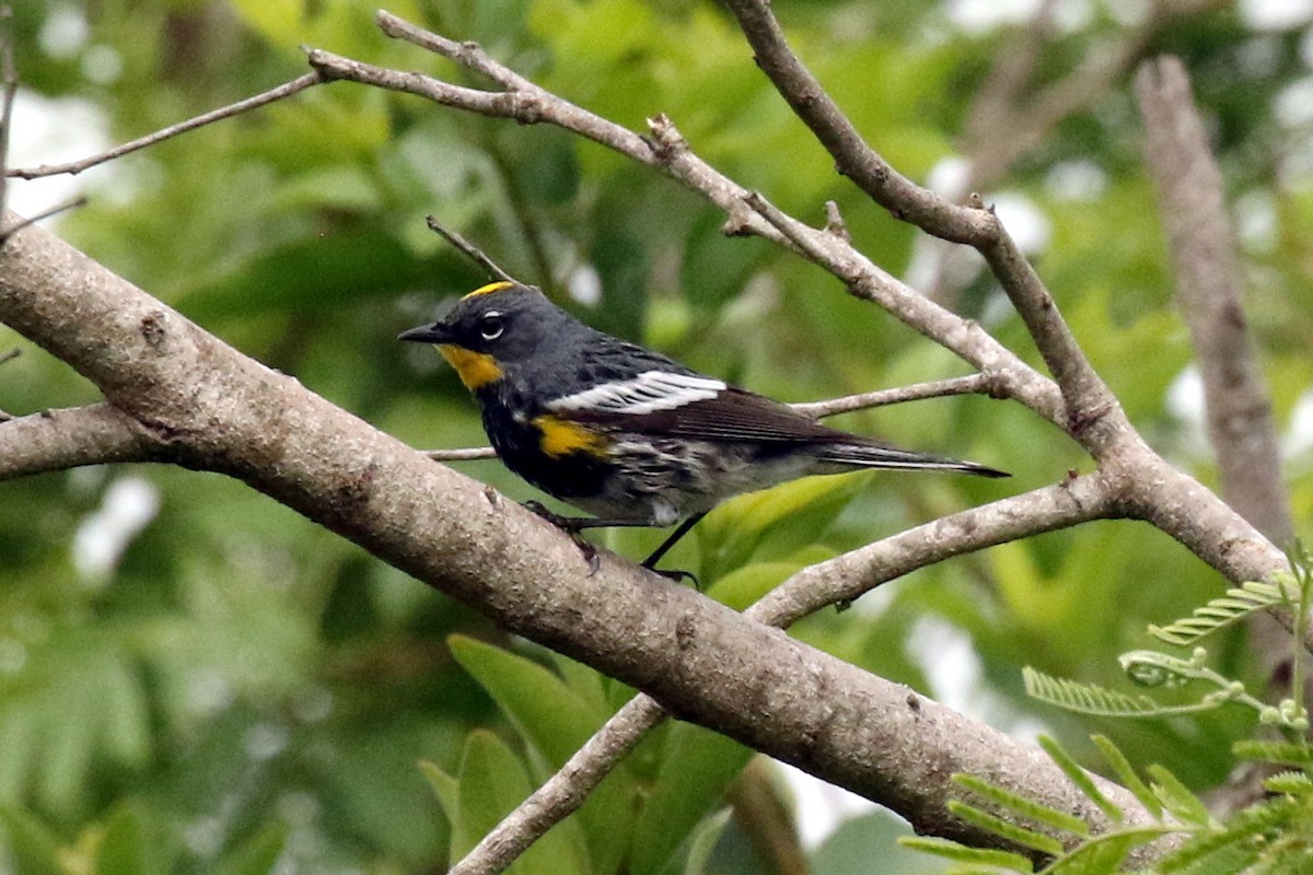 Yellow-rumped Warbler (Audubon's) - ML617136803