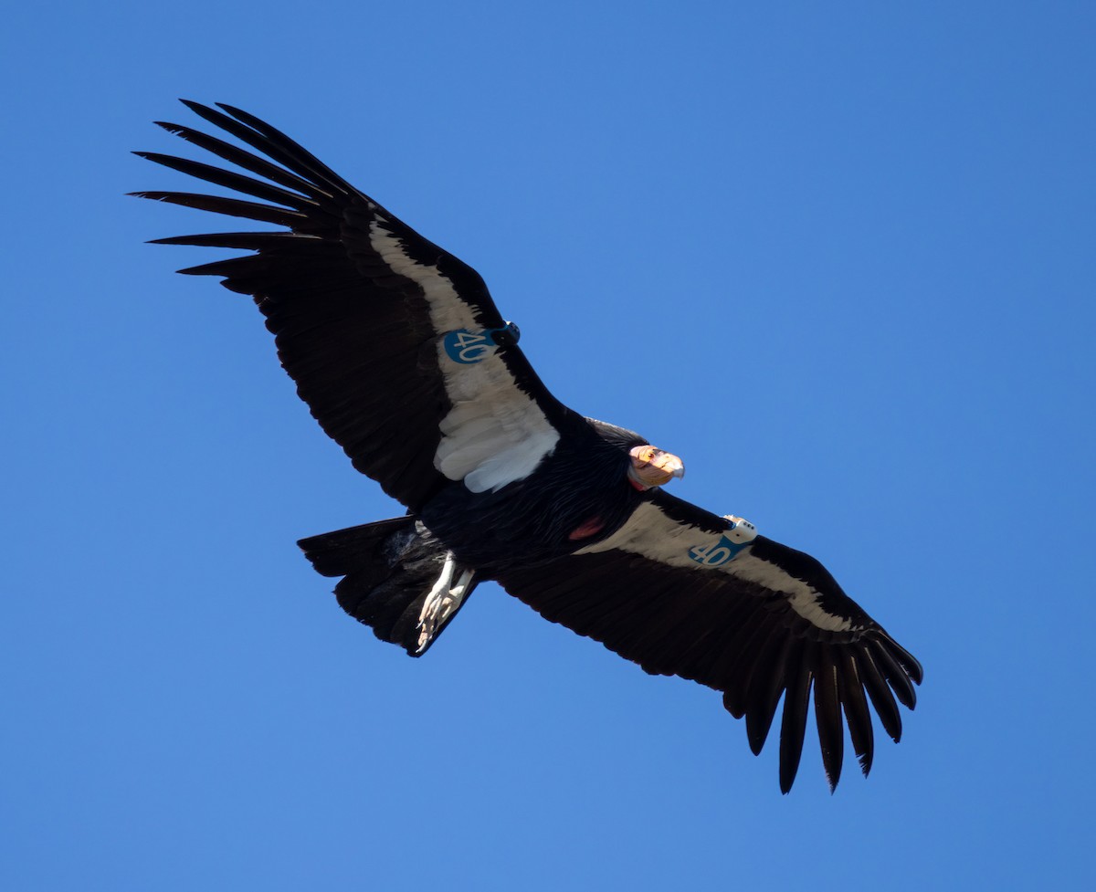 California Condor - Bernat Garrigos