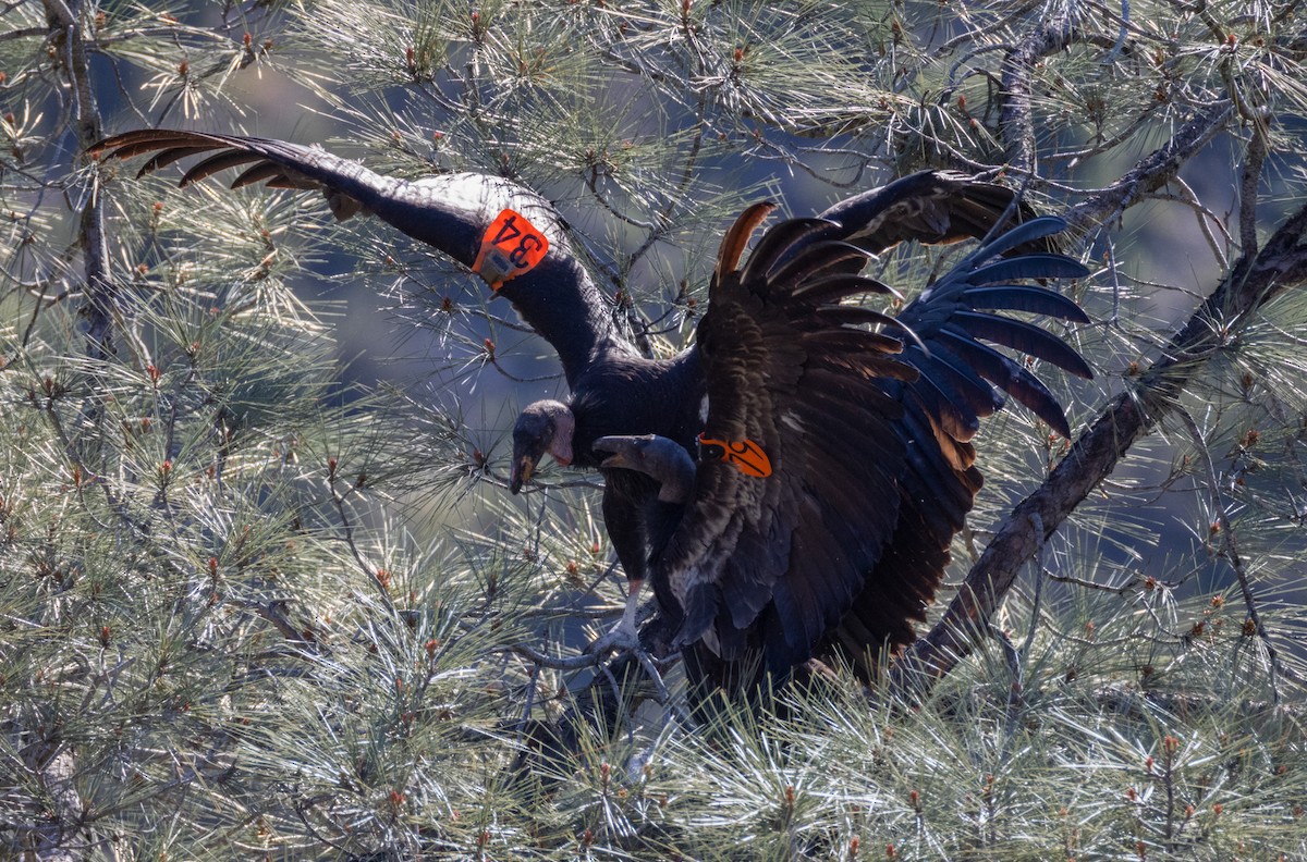 California Condor - Bernat Garrigos