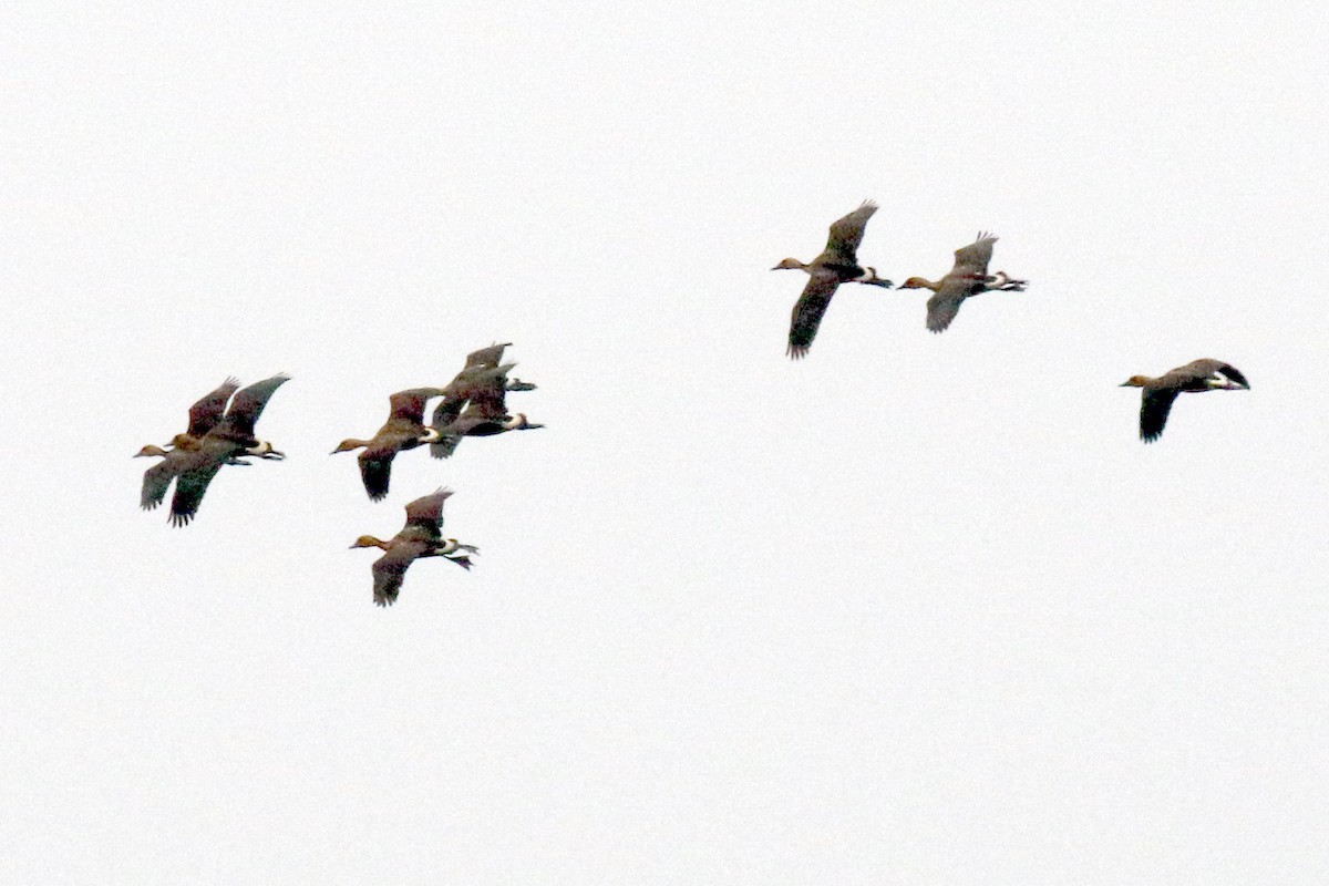 Fulvous Whistling-Duck - ML617136826