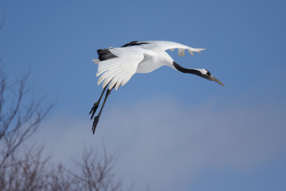 Red-crowned Crane - ML617136849