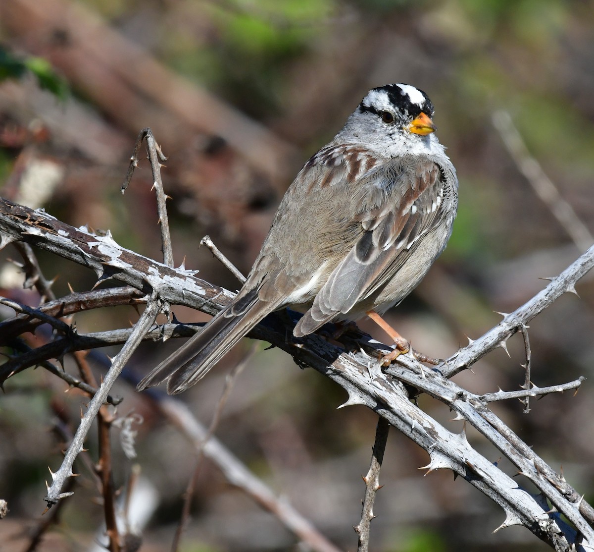 White-crowned Sparrow - ML617136855
