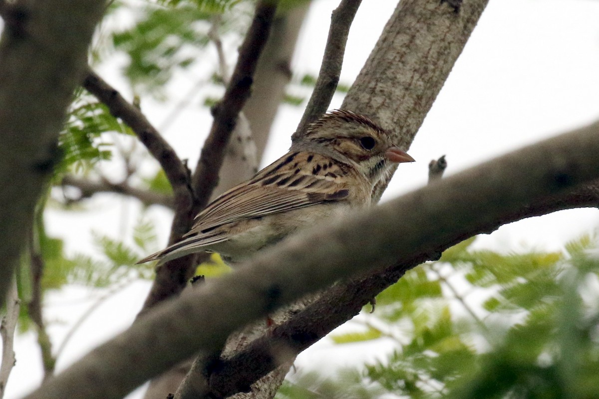 Clay-colored Sparrow - ML617136932