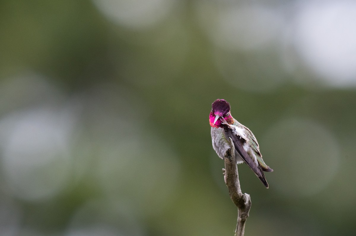 Anna's Hummingbird - ML617136988