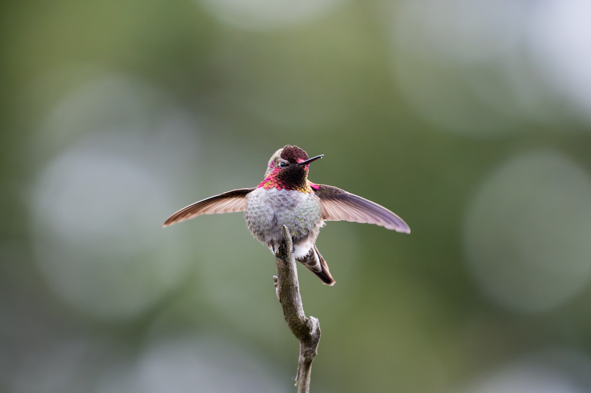 Anna's Hummingbird - ML617136989
