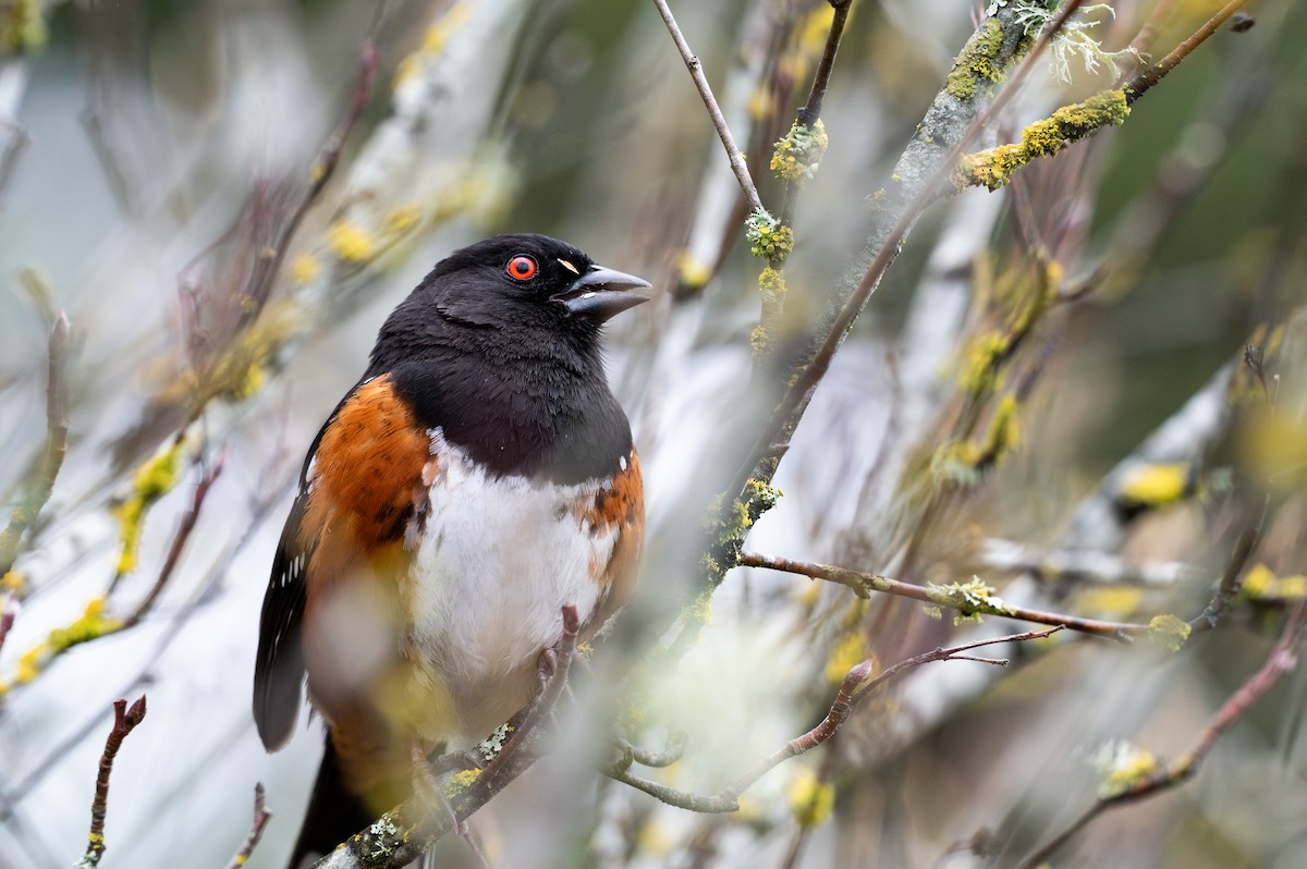 Spotted Towhee - ML617137003