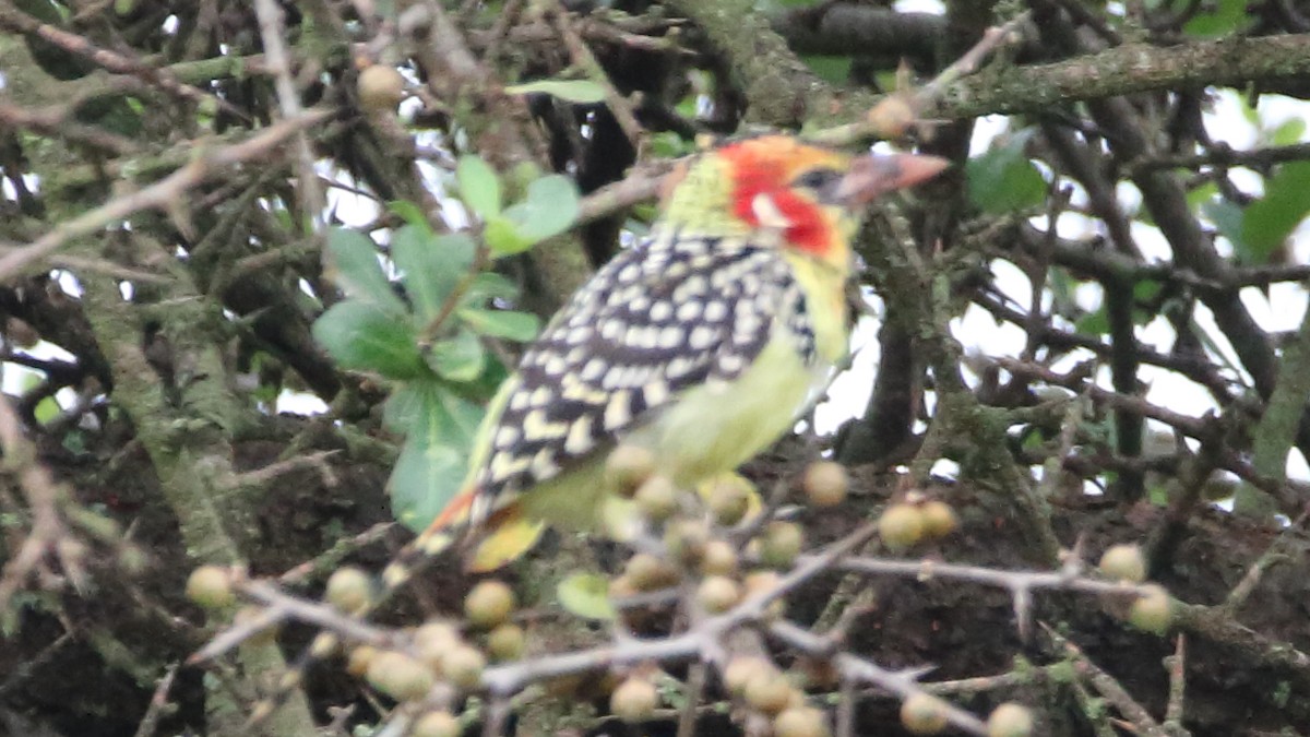 Red-and-yellow Barbet - ML617137016