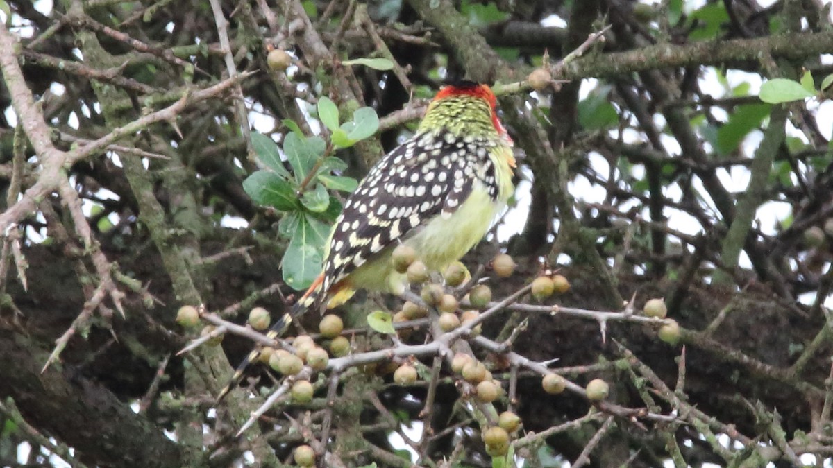 Red-and-yellow Barbet - ML617137017