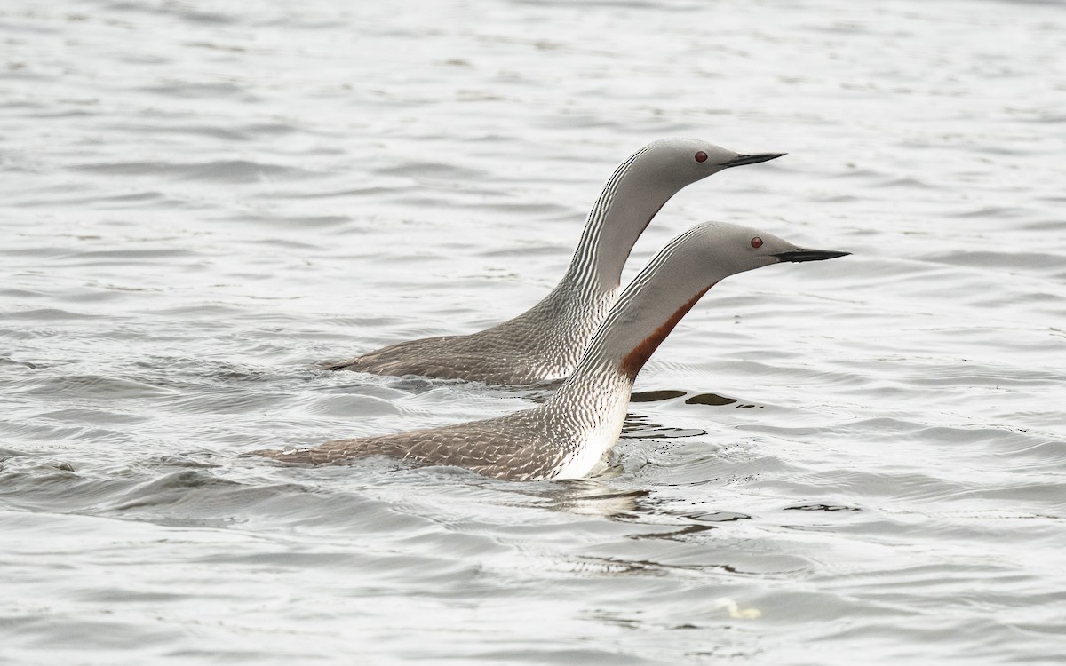 Red-throated Loon - ML617137114