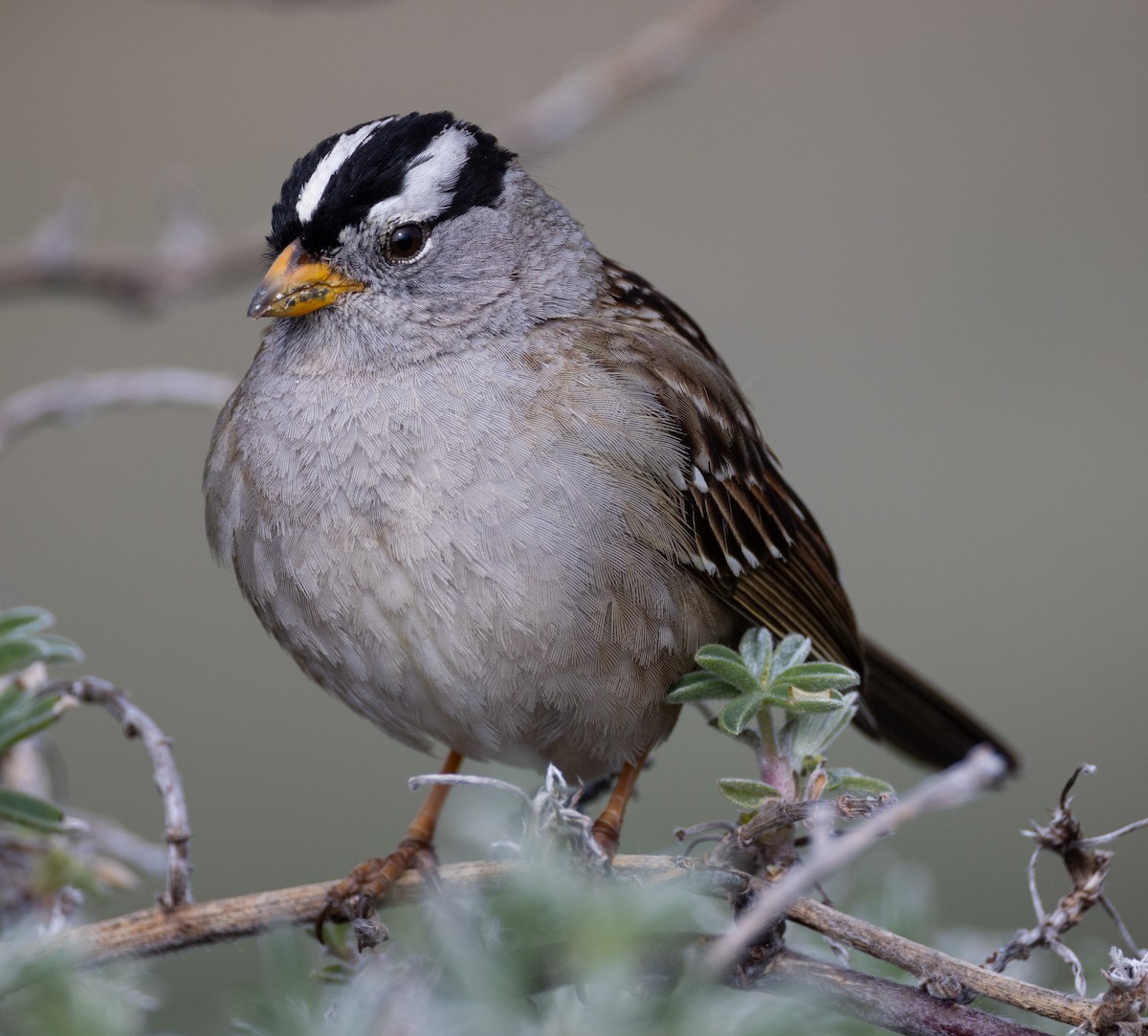 White-crowned Sparrow - ML617137136