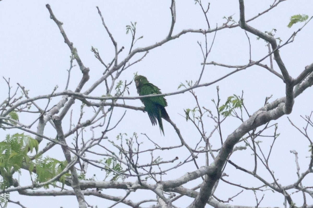 Olive-throated Parakeet (Aztec) - ♏️ ©️