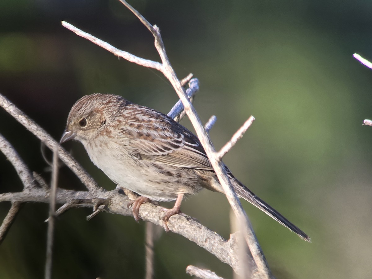 Cassin's Sparrow - Donald Pendleton