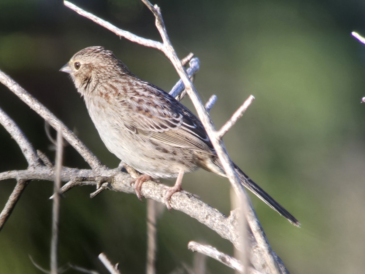 Cassin's Sparrow - Donald Pendleton