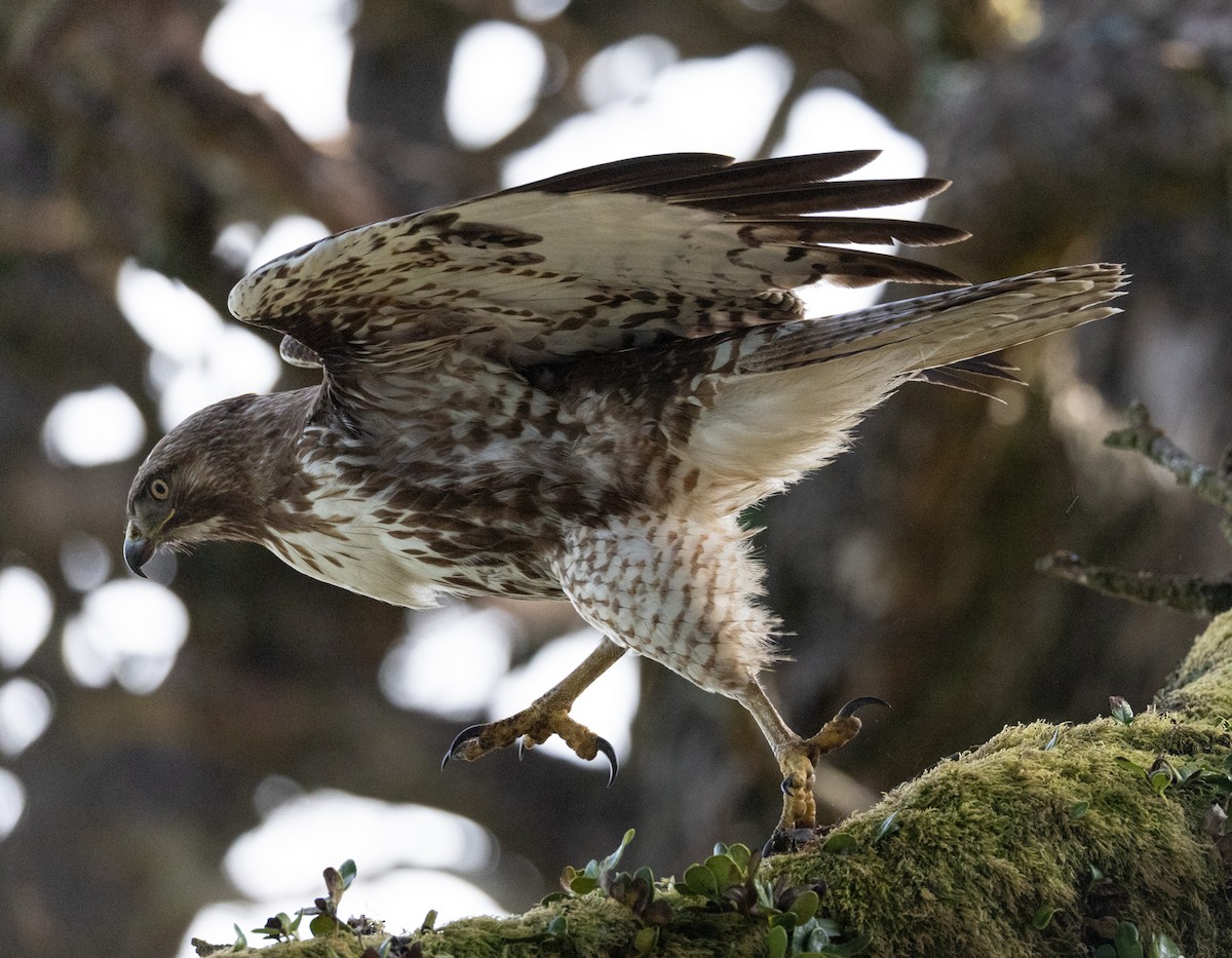 Red-tailed Hawk - ML617137465