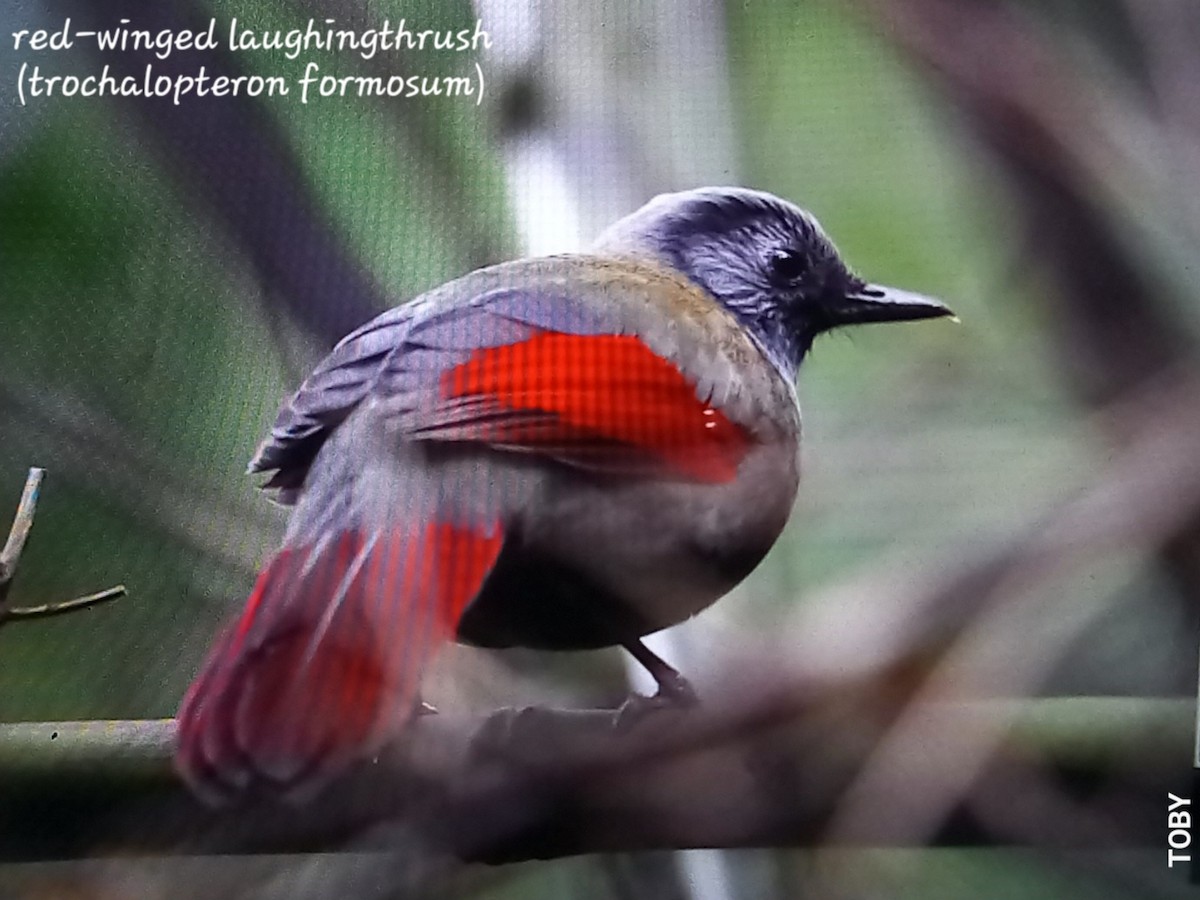 Red-winged Laughingthrush - Trung Buithanh