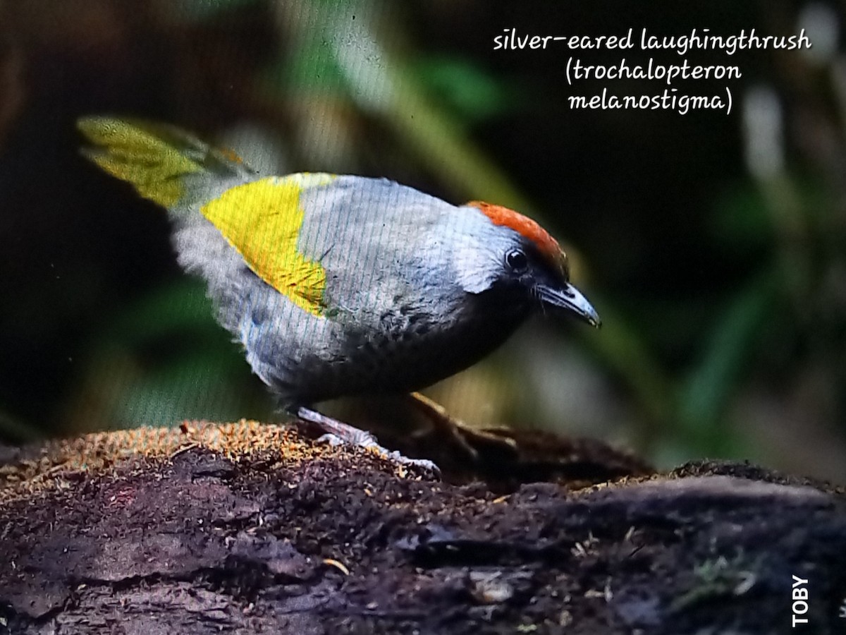 Silver-eared Laughingthrush - Trung Buithanh