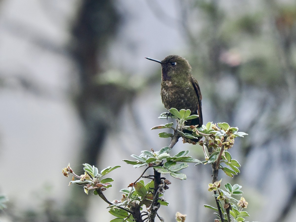 Violet-throated Metaltail - ML617137525