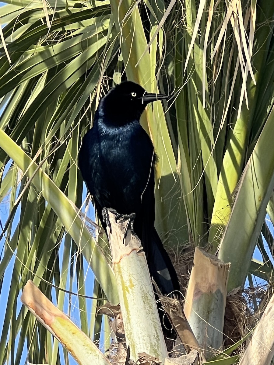 Boat-tailed Grackle - ML617137613