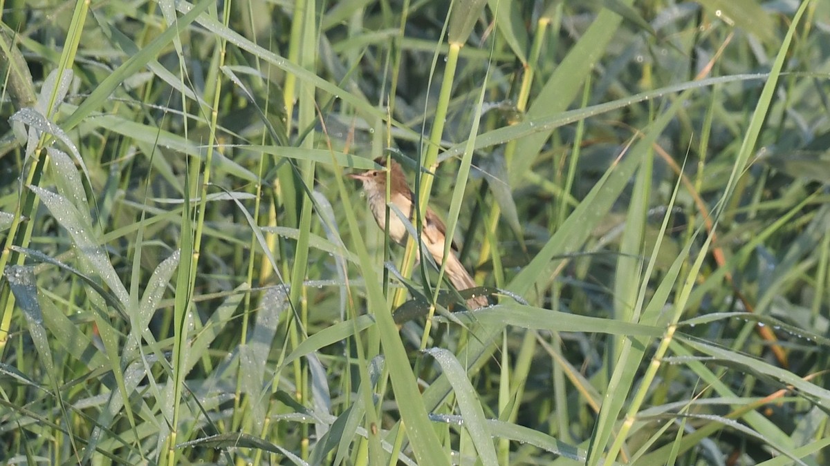 Clamorous Reed Warbler (Brown) - Vlad Sladariu