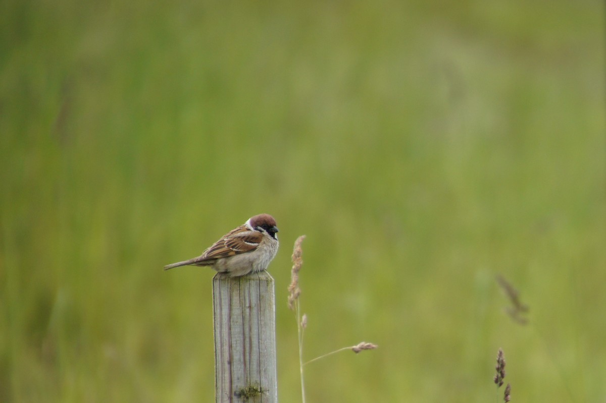 Eurasian Tree Sparrow - ML617137714