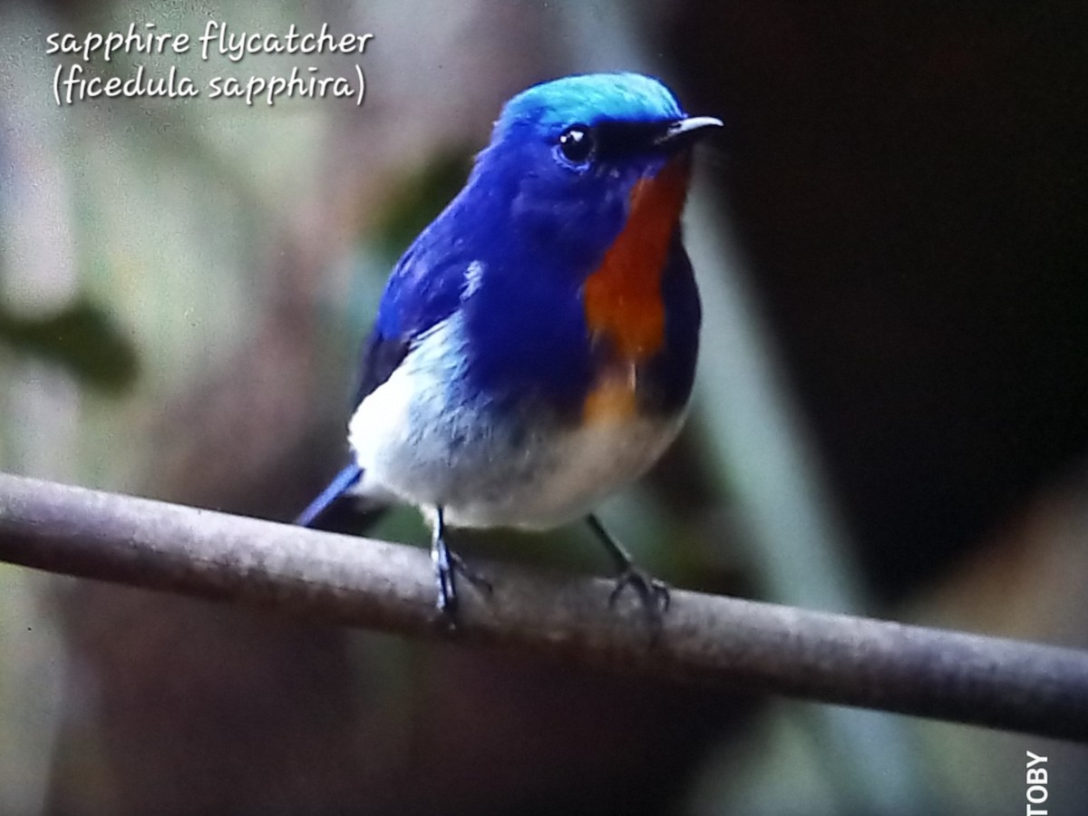 Sapphire Flycatcher - Trung Buithanh