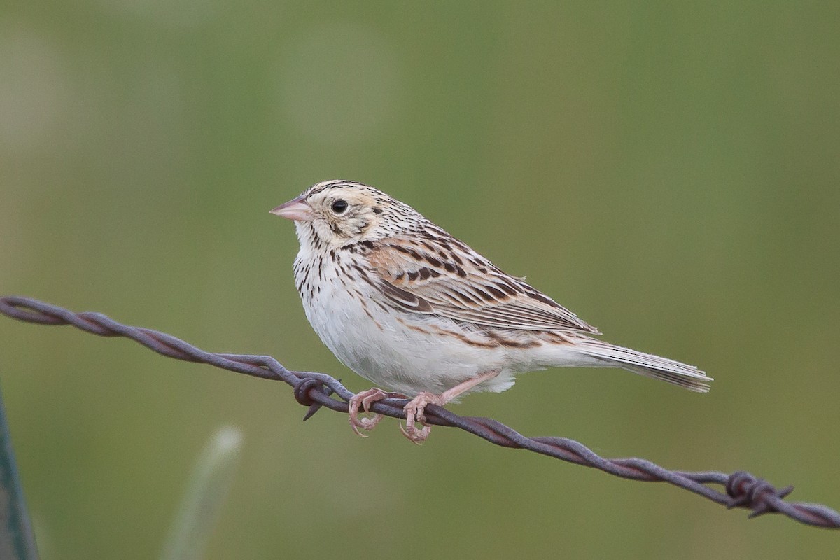 Baird's Sparrow - ML61713781