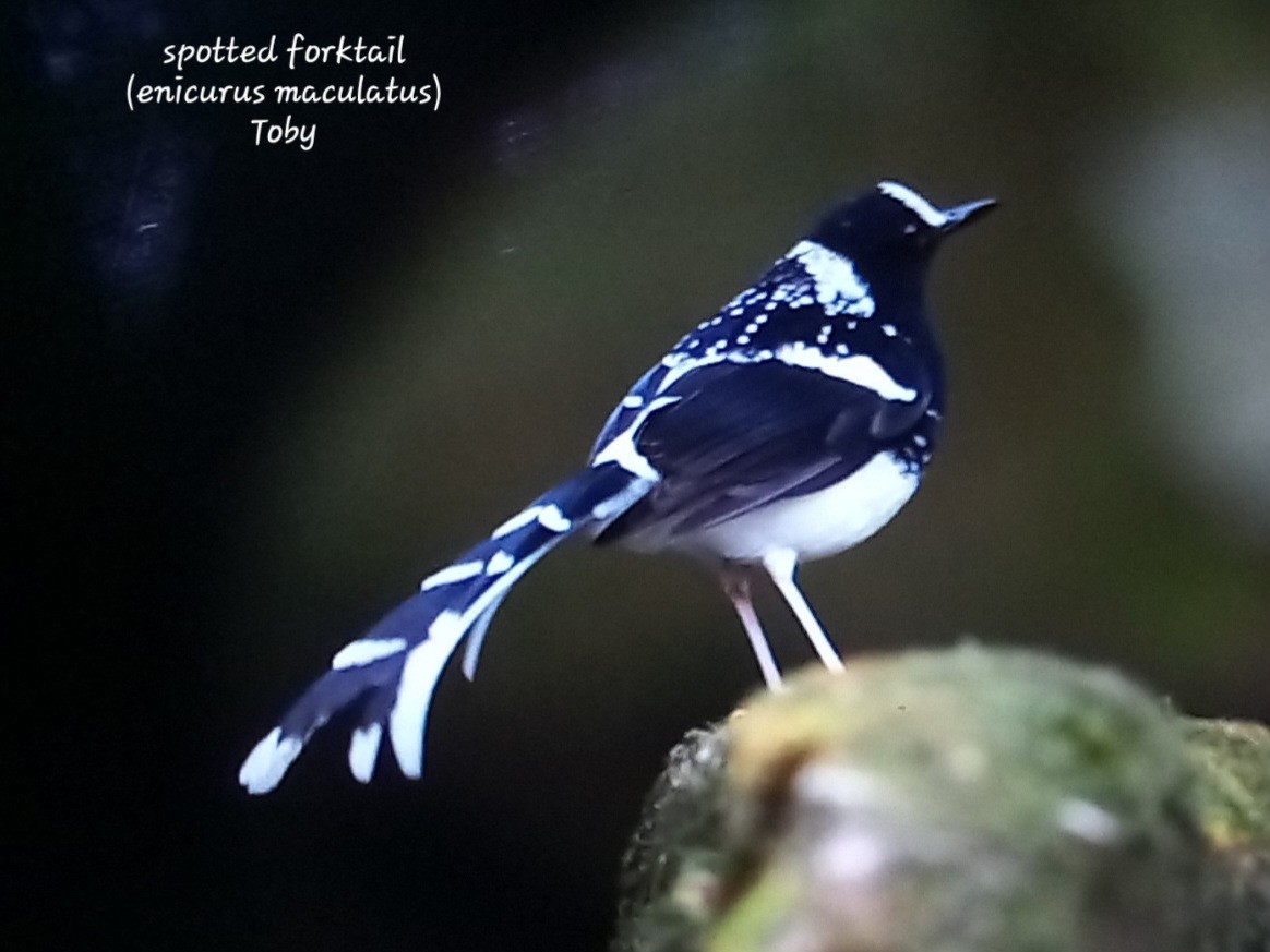 Spotted Forktail - ML617137832