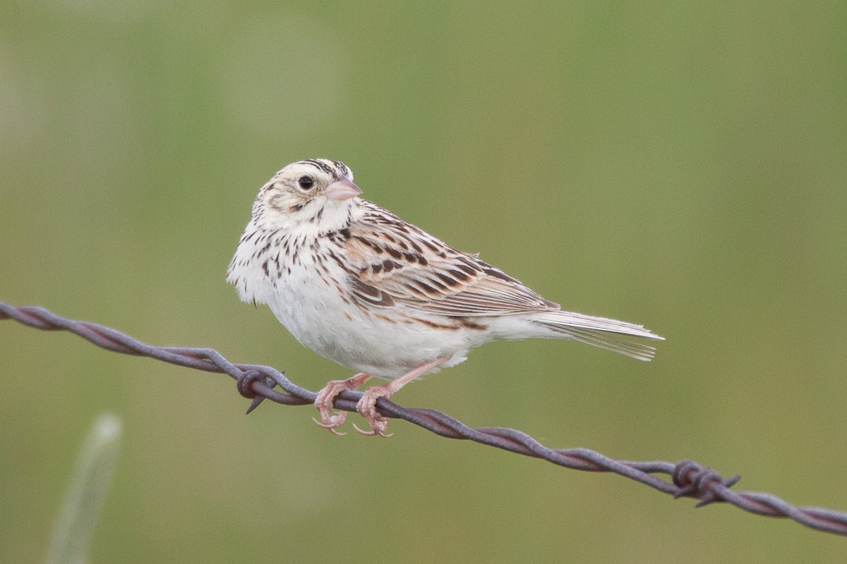 Baird's Sparrow - ML61713791