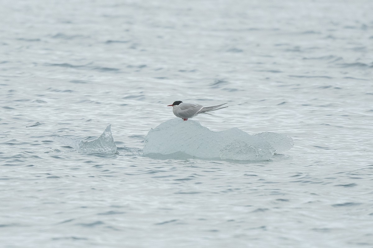 Arctic Tern - Sveinung Sigbjørnsen
