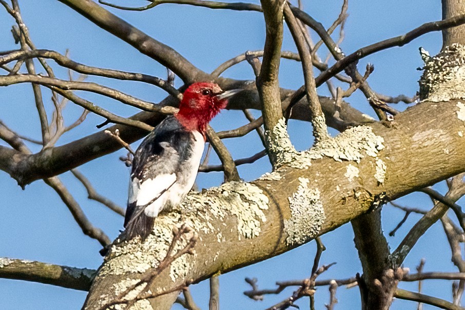 Red-headed Woodpecker - ML617137969