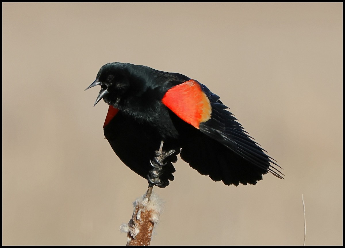 Red-winged Blackbird - ML617137999
