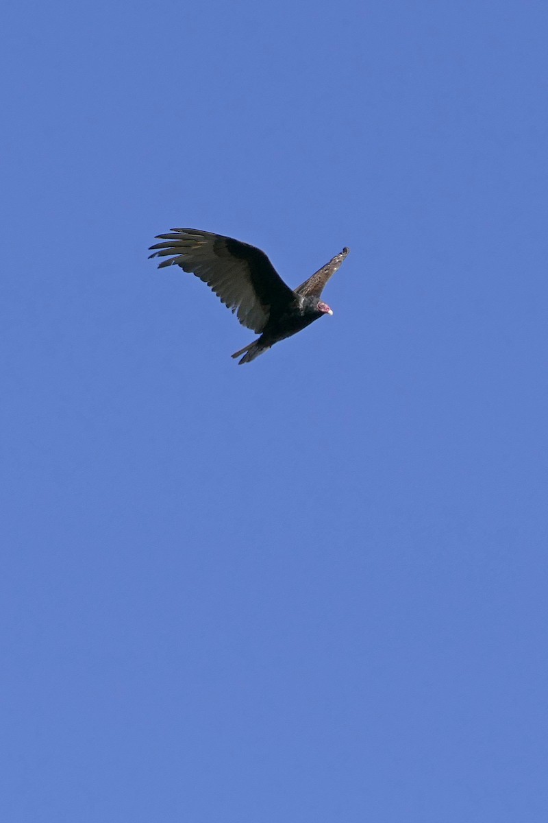 Turkey Vulture - ML617138126