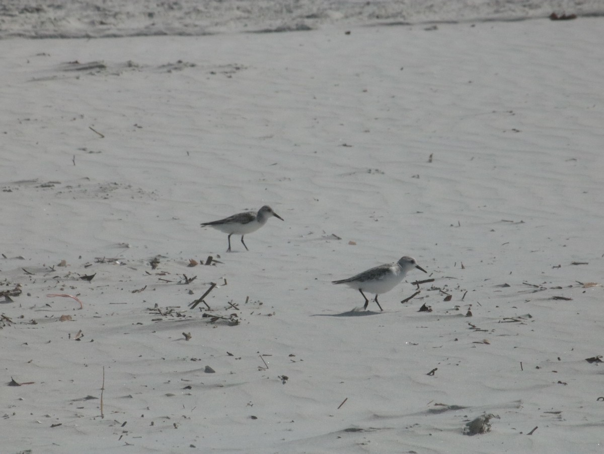 eBird Checklist - 9 Apr 2024 - Smyrna Dunes Park - 21 species