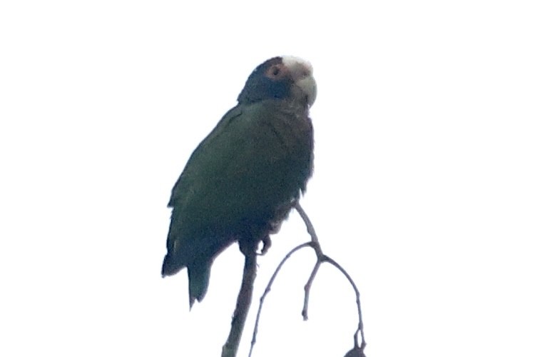 White-crowned Parrot - ML617138297