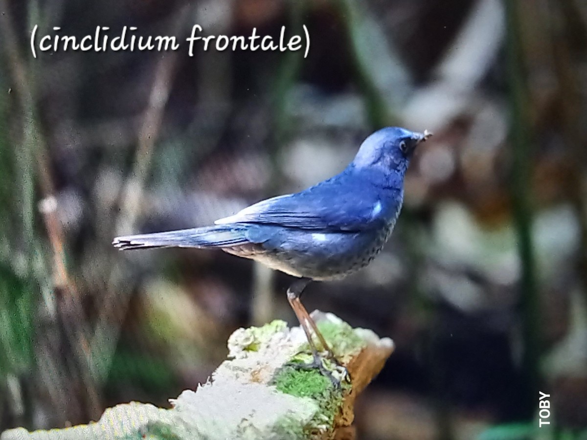 Blue-fronted Robin - ML617138339