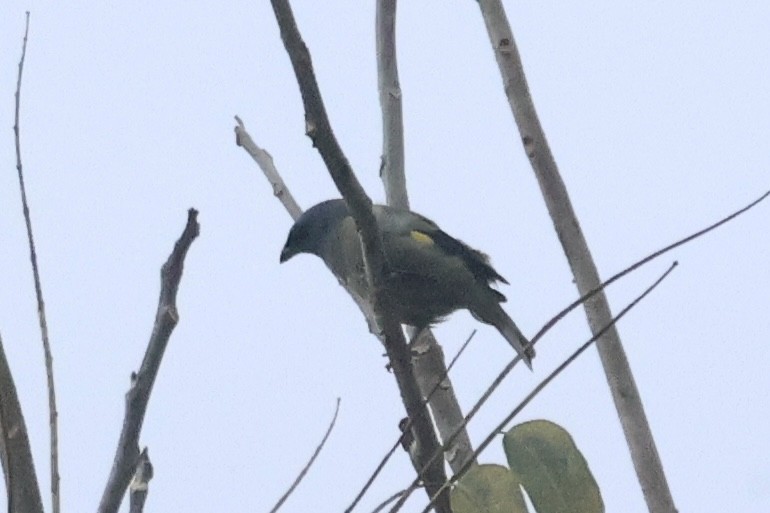 Yellow-winged Tanager - ML617138357