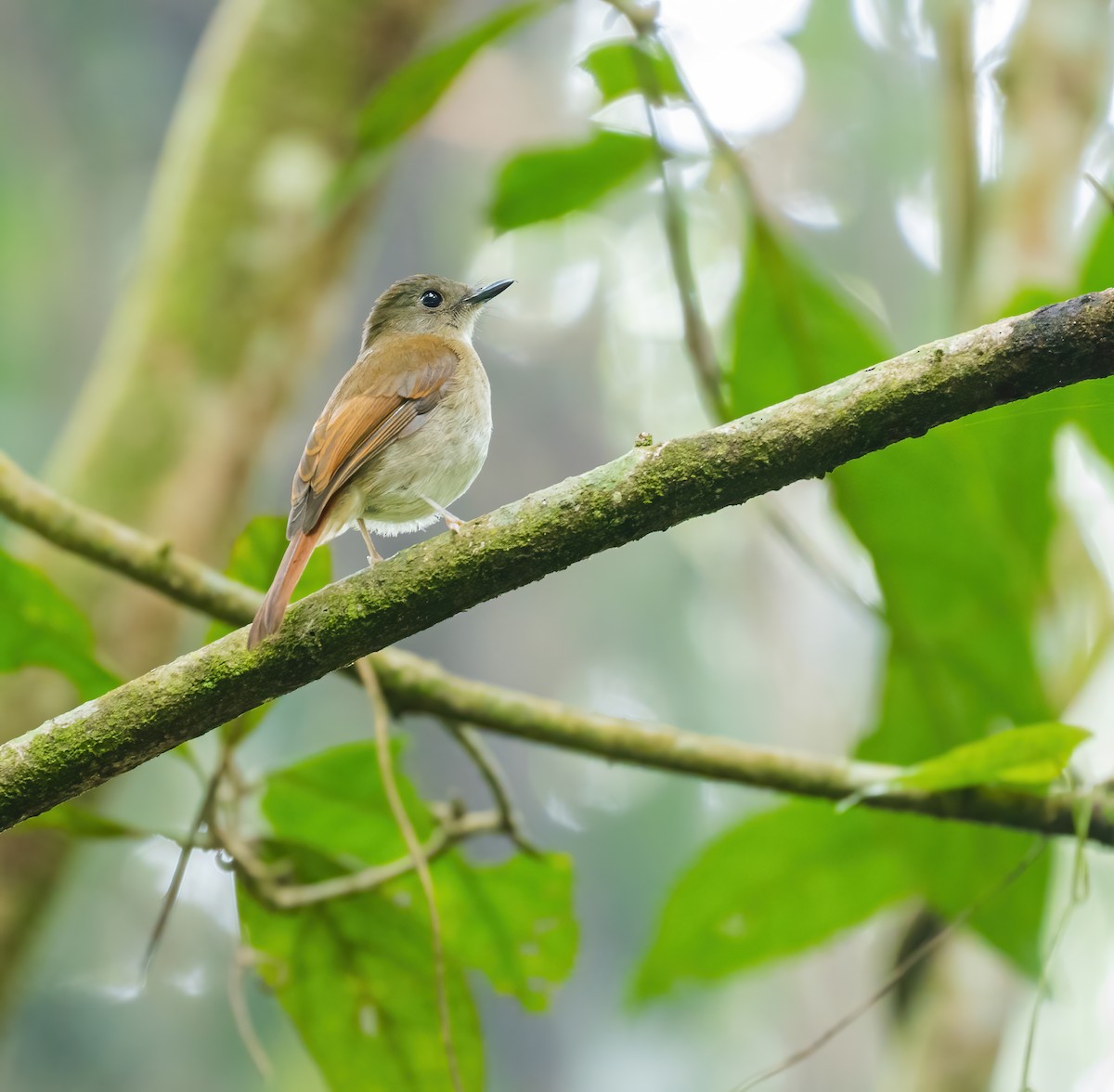 Chestnut-tailed Jungle Flycatcher - ML617138421