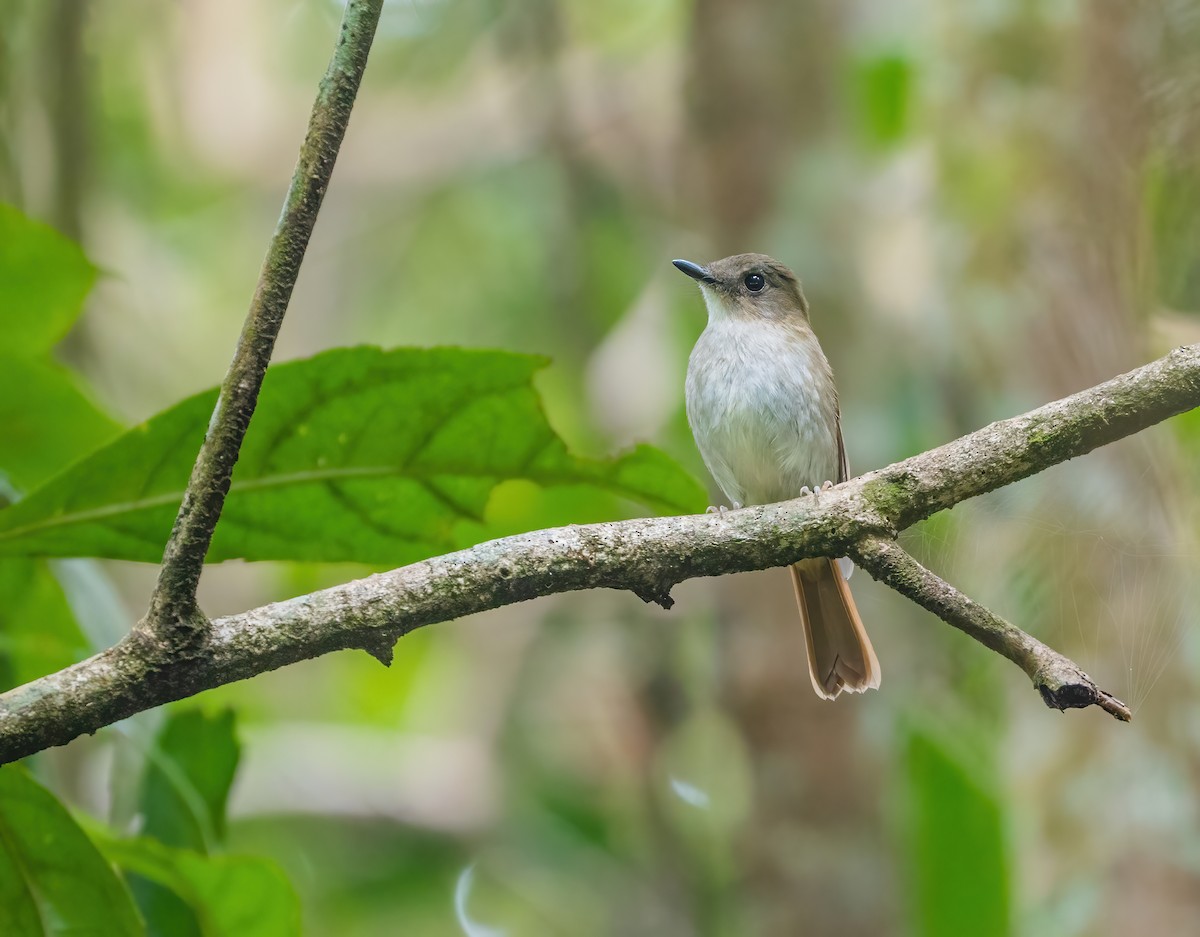 Chestnut-tailed Jungle Flycatcher - Wilbur Goh